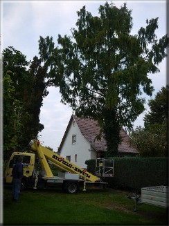 Baumpflege 6 BK 6