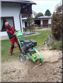 Baumpflege Wurzel BK Wurzel